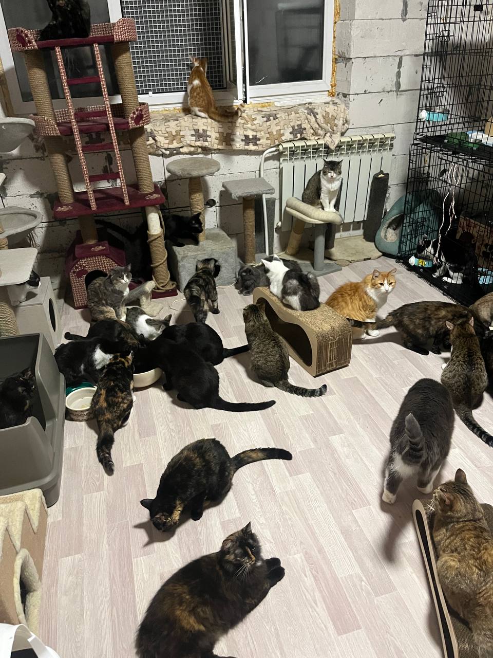 Наша команда в котопространстве